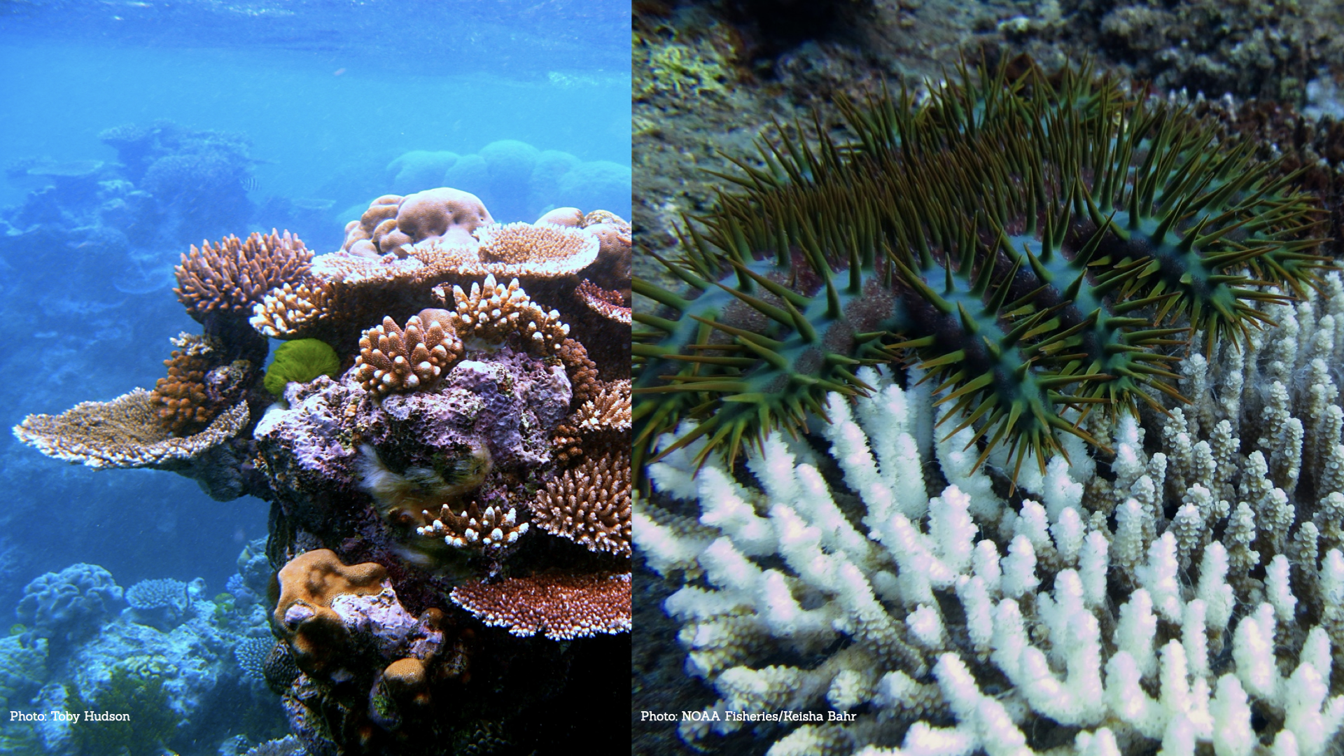 An image of two coral reefs. On the left, a healthy coral reef. On the right, a dead coral predated by a crown-of-thorns sea star.