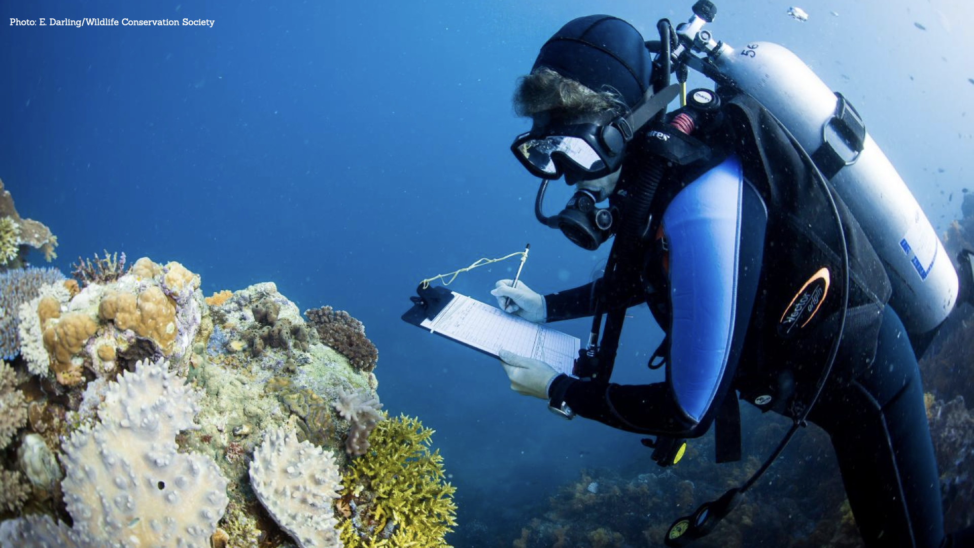 An image of a diver collecting data in a coral reef.